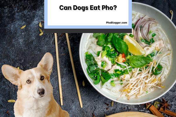 Can Dogs Eat Pho
